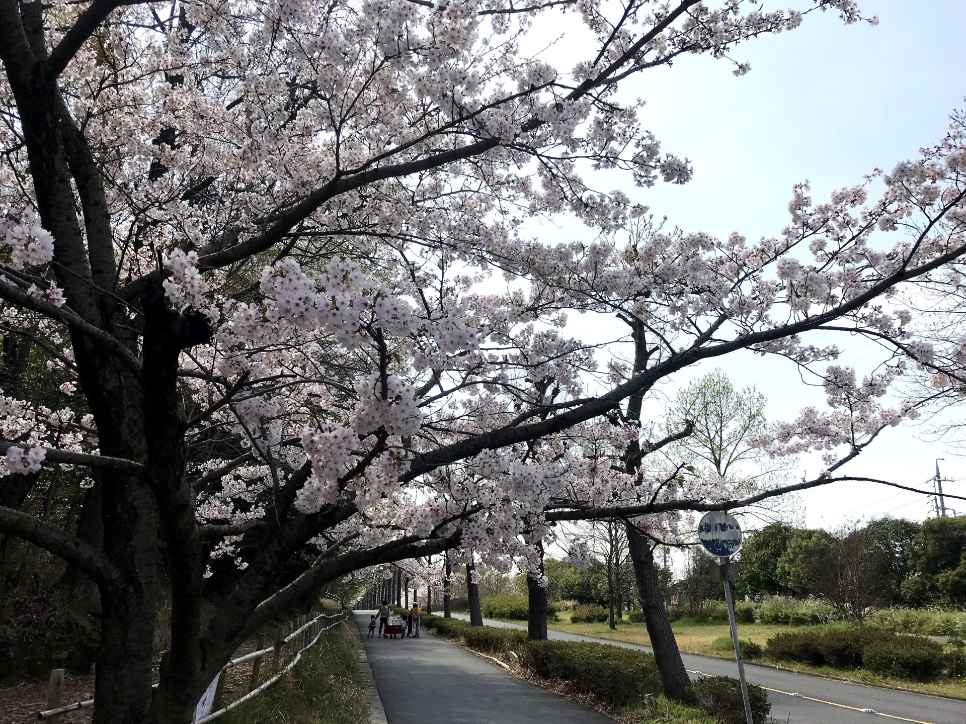 大高緑地桜2020年